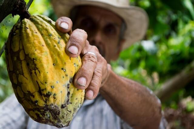 Elder cacao worker in Australia on work and holiday maker program