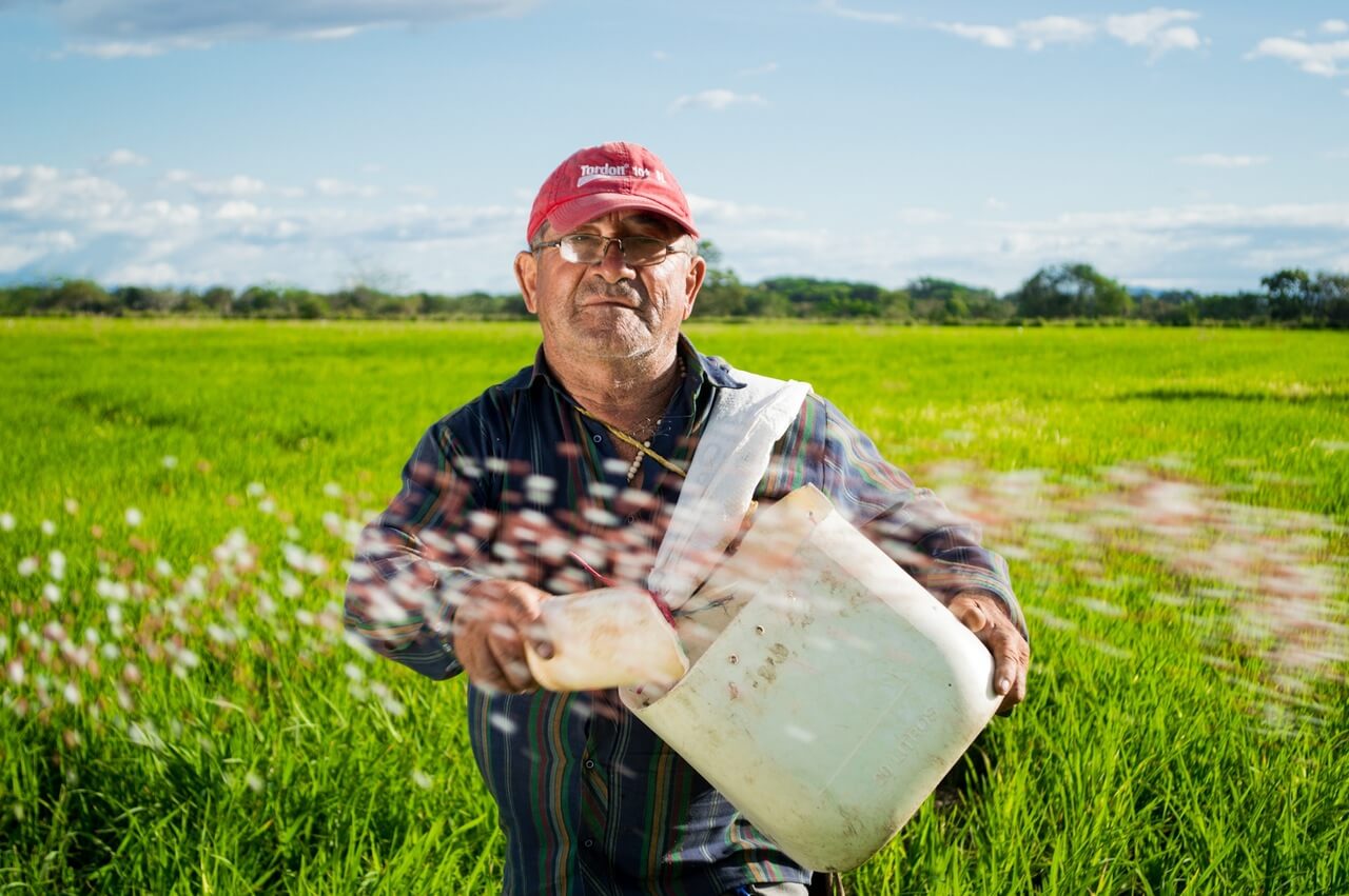 Middle aged man working in a rice crops in Colombia