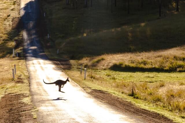 kangaroo crossing the road